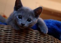 Vendo gatinhos azuis russos... CLASSIFICADOS Bonsanuncios.pt