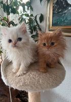 Gatinhos persas incríveis disponíveis... ANúNCIOS Bonsanuncios.pt